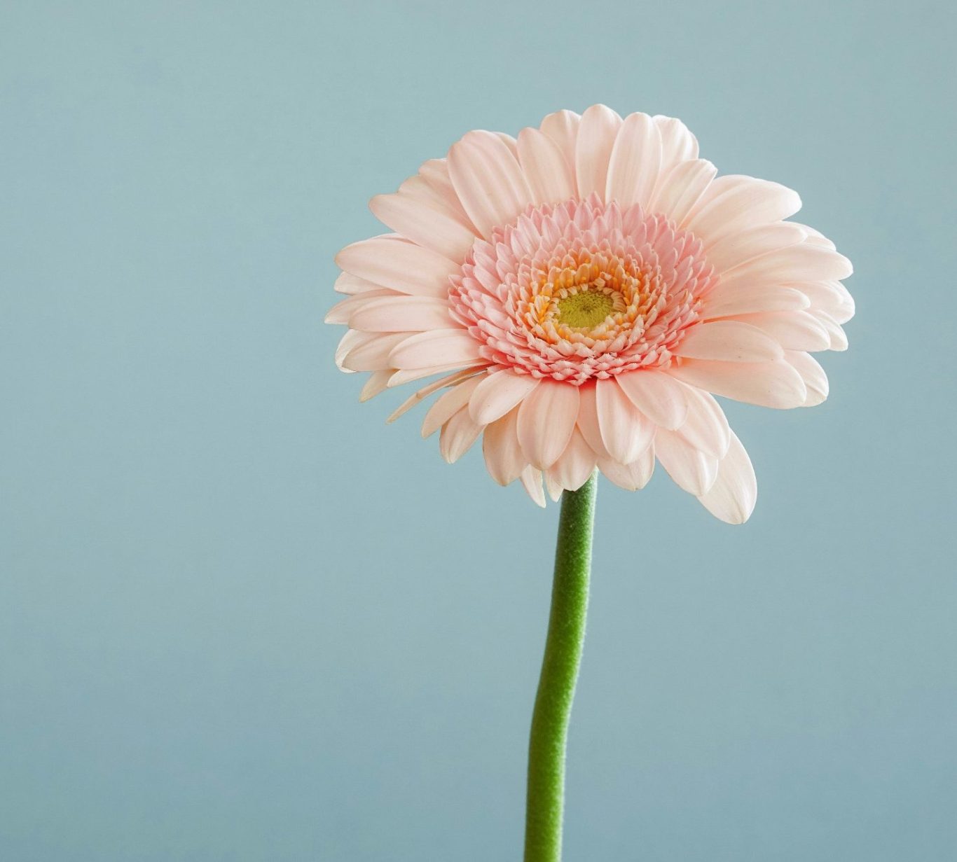 Zarte rosa Blume mit langen grünem Stiel vor einem hellblauen Hintergrund.